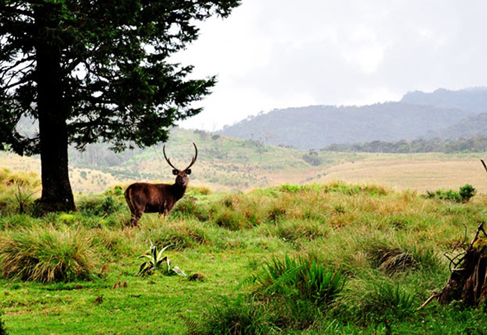 Horton Plains Sri Lanka