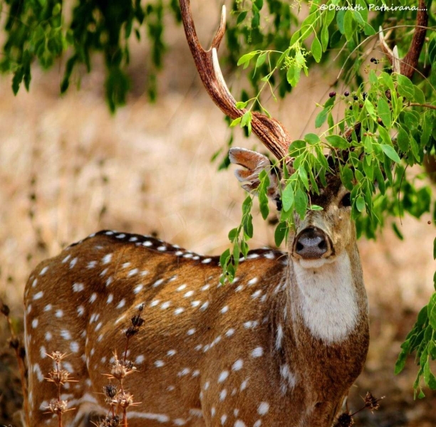 Yala National Park